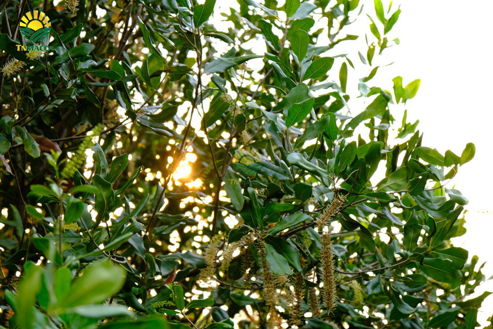 10.hat-macca-co-tot-cho-ba-bau-va-4-tac-dung-cua-macca-voi-ba-bau