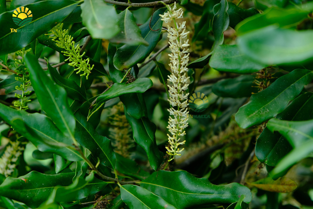 14.hat-macca-co-tot-cho-ba-bau-va-4-tac-dung-cua-macca-voi-ba-bau