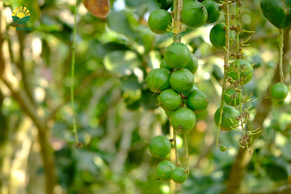 2.hat-macca-co-tot-cho-ba-bau-va-4-tac-dung-cua-macca-voi-ba-bau