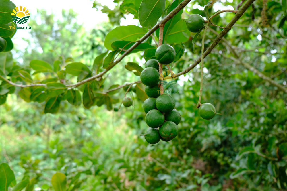 6.hat-macca-co-tot-cho-ba-bau-va-4-tac-dung-cua-macca-voi-ba-bau