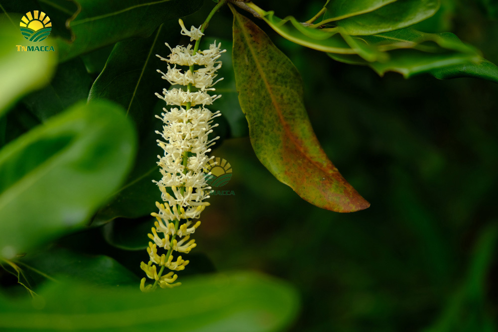 8.hat-macca-co-tot-cho-ba-bau-va-4-tac-dung-cua-macca-voi-ba-bau