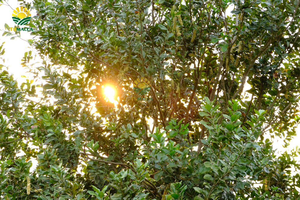 9.hat-macca-co-tot-cho-ba-bau-va-4-tac-dung-cua-macca-voi-ba-bau