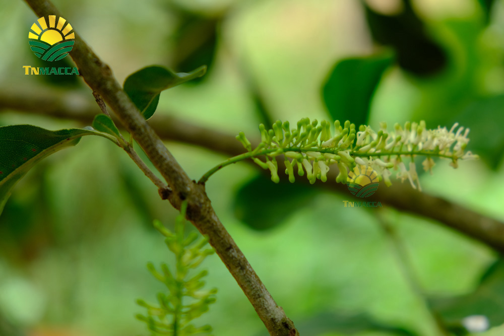 12.hat-macca-lam-dong-3-sai-lam-khi-mua-hat-macca-tai-lam-dong-4250