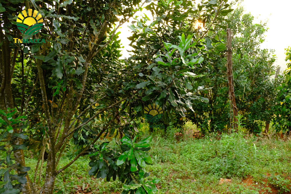 14.hat-macca-lam-dong-3-sai-lam-khi-mua-hat-macca-tai-lam-dong-4250