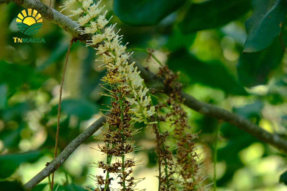 13.hat-macca-lam-dong-3-sai-lam-khi-mua-hat-macca-tai-lam-dong-4250