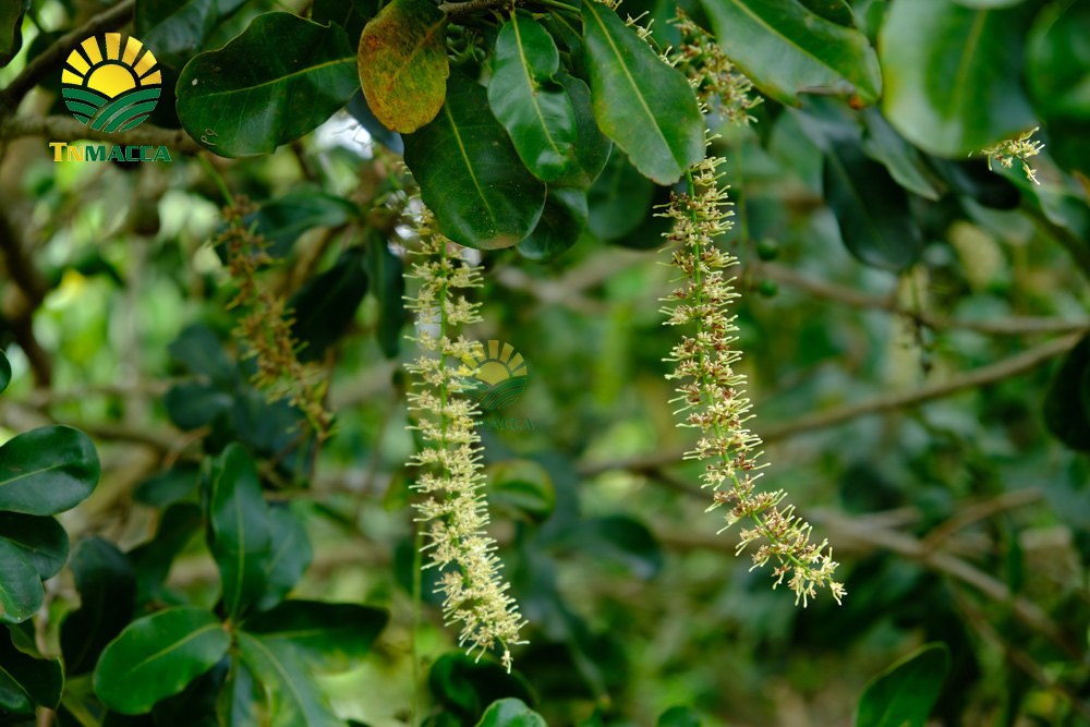 8.hat-macca-lam-dong-3-sai-lam-khi-mua-hat-macca-tai-lam-dong-4250