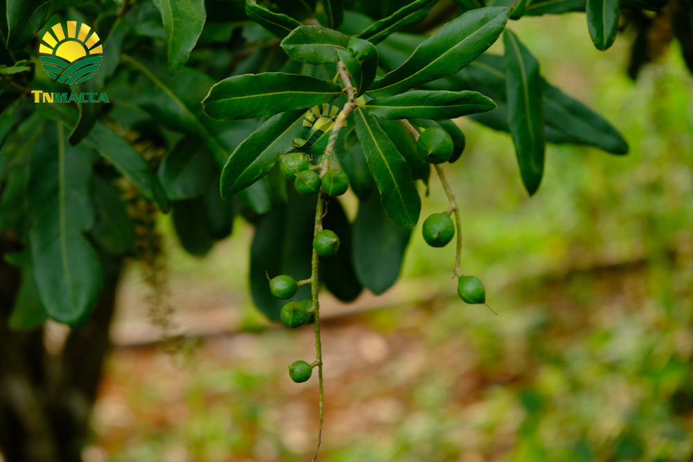 11.hat-macca-my-4-san-pham-chinh-duoc-che-bien-tu-hat-macca-my