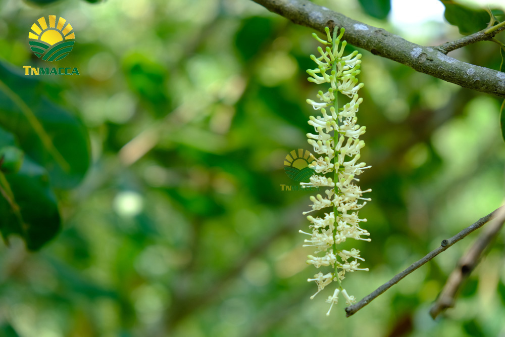 4.hat-macca-my-4-san-pham-chinh-duoc-che-bien-tu-hat-macca-my