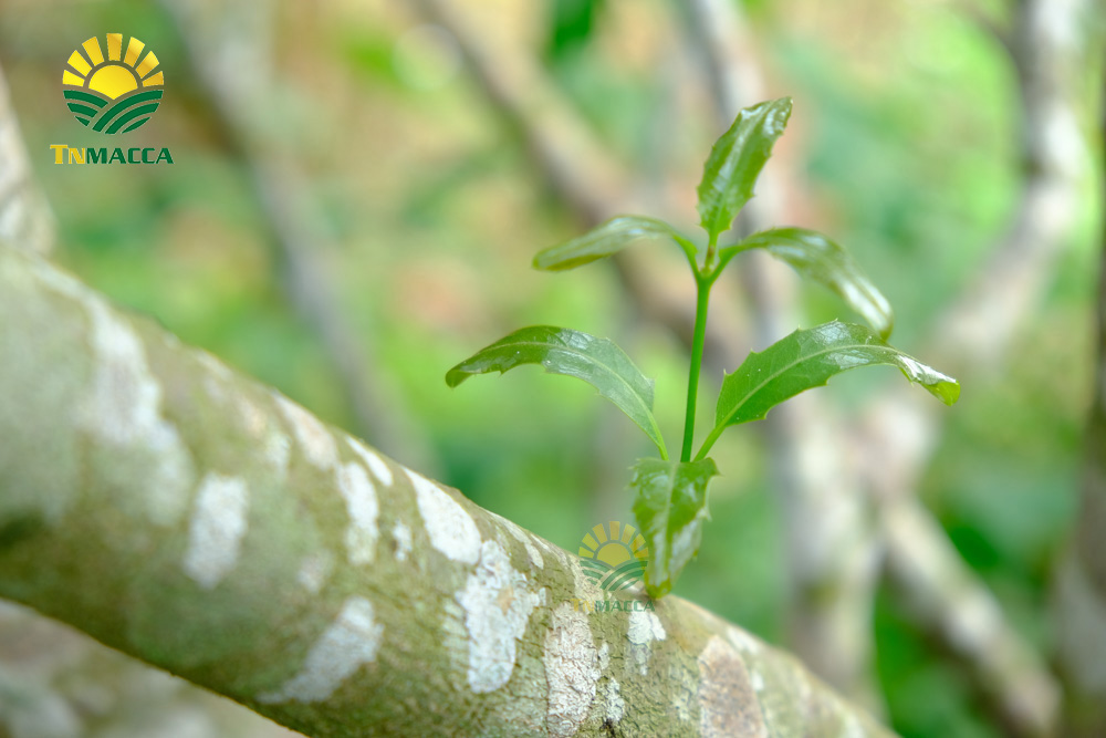 12.hat-macca-my-4-san-pham-chinh-duoc-che-bien-tu-hat-macca-my