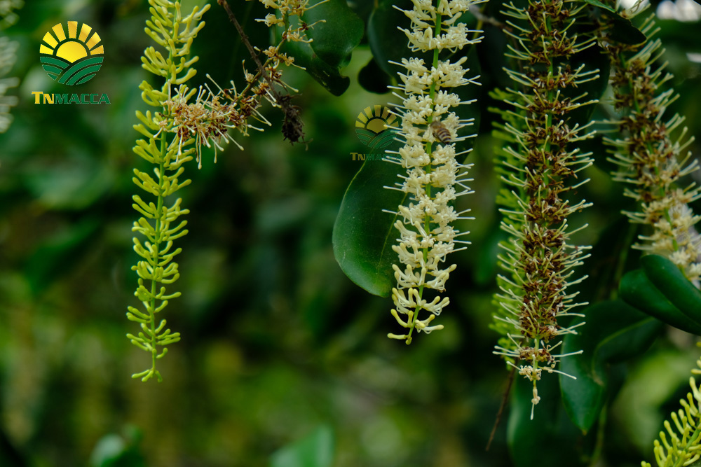 13.hat-macca-my-4-san-pham-chinh-duoc-che-bien-tu-hat-macca-my