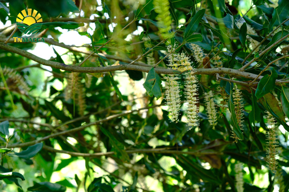 1.hat-macca-tach-vo-2-cach-tao-ra-hat-macca-tach-vo