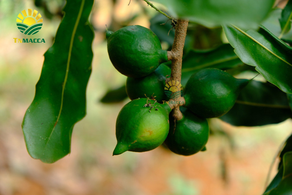 10.hat-macca-tach-vo-2-cach-tao-ra-hat-macca-tach-vo