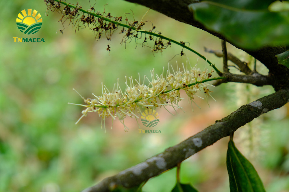 11.hat-macca-tach-vo-2-cach-tao-ra-hat-macca-tach-vo