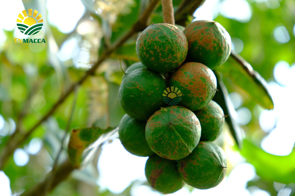 12.hat-macca-tach-vo-2-cach-tao-ra-hat-macca-tach-vo