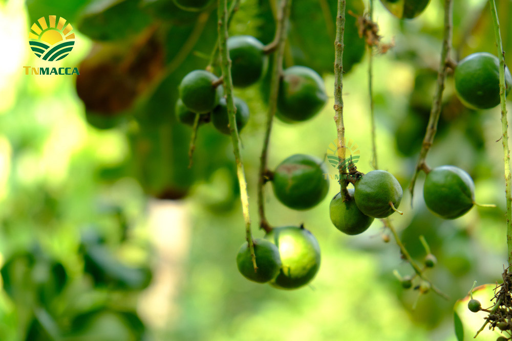 13.hat-macca-tach-vo-2-cach-tao-ra-hat-macca-tach-vo