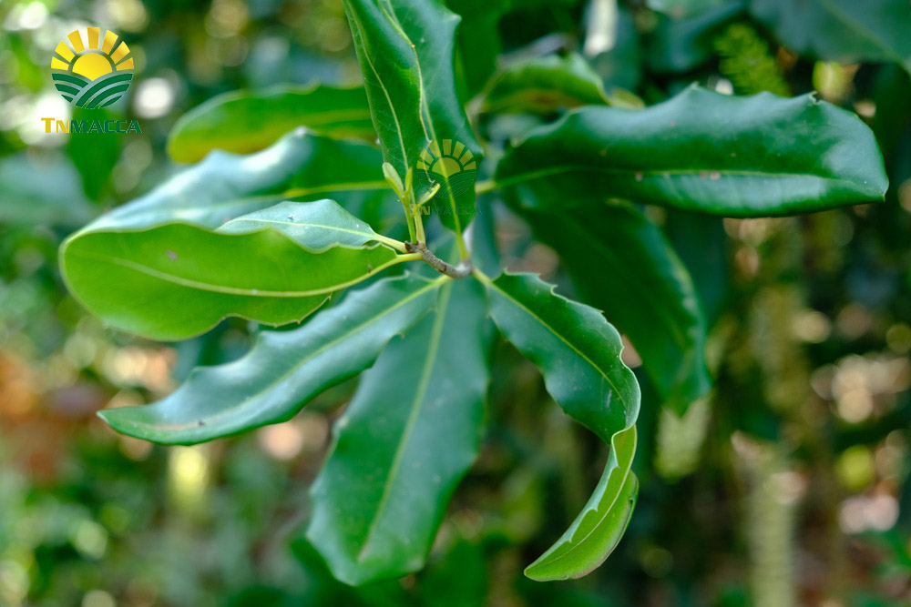 2hat-macca-tach-vo-2-cach-tao-ra-hat-macca-tach-vo