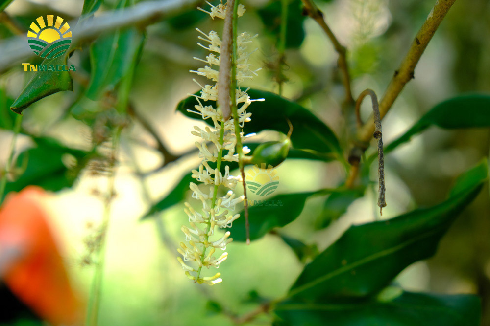 6.hat-macca-tach-vo-2-cach-tao-ra-hat-macca-tach-vo