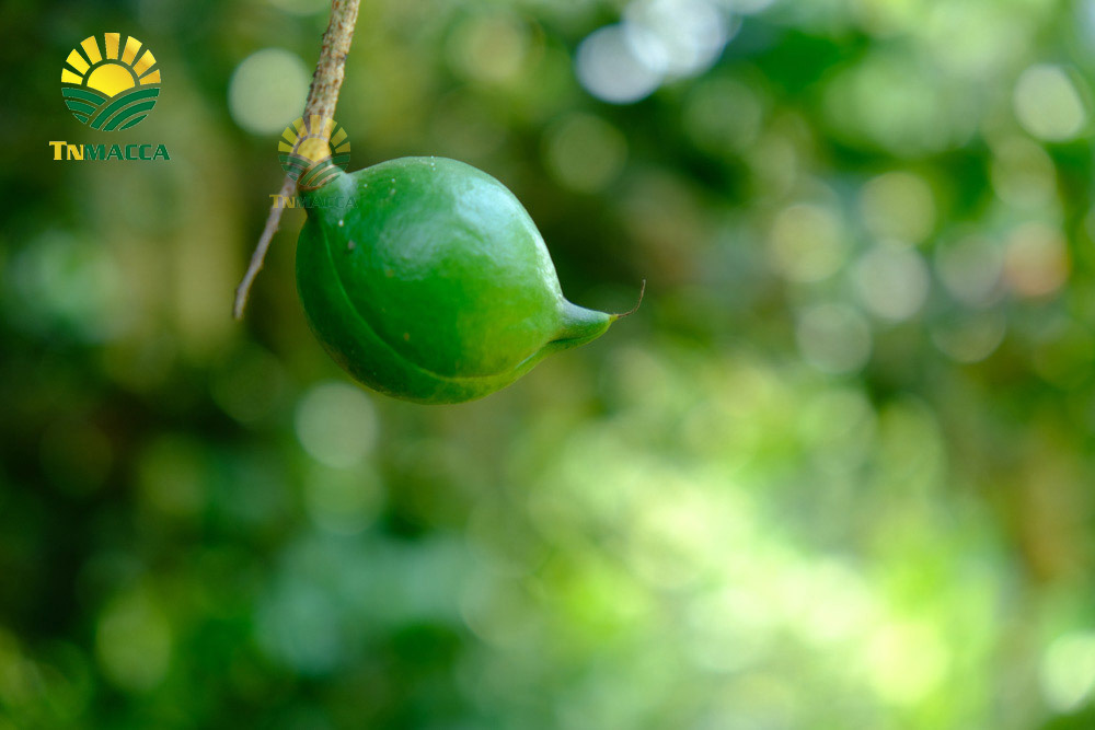 8.hat-macca-tach-vo-2-cach-tao-ra-hat-macca-tach-vo