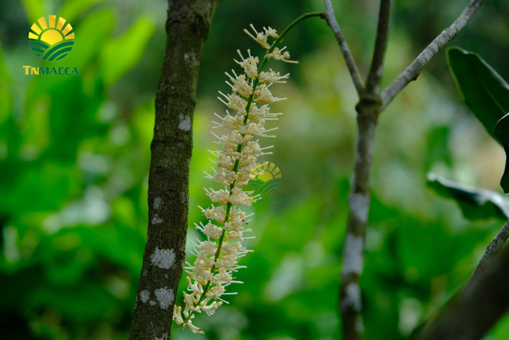 9.hat-macca-tach-vo-2-cach-tao-ra-hat-macca-tach-vo