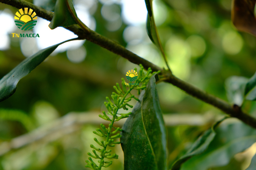 14.gia-hat-macca-lam-dong-da-lat-daklak-daknong-tay-nguyen-2021