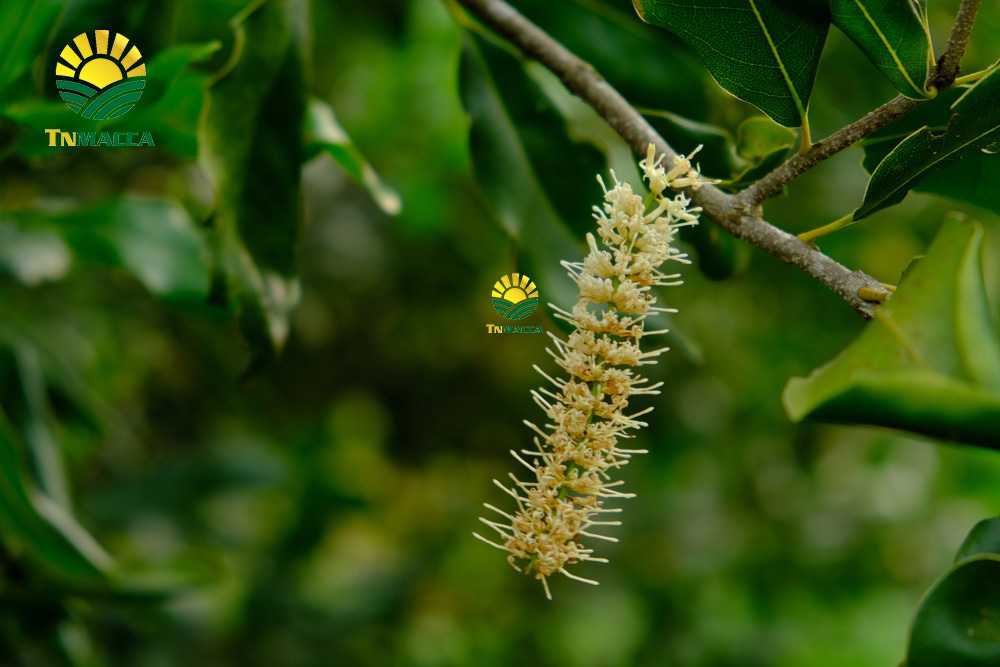 15.gia-hat-macca-lam-dong-da-lat-daklak-daknong-tay-nguyen-2021