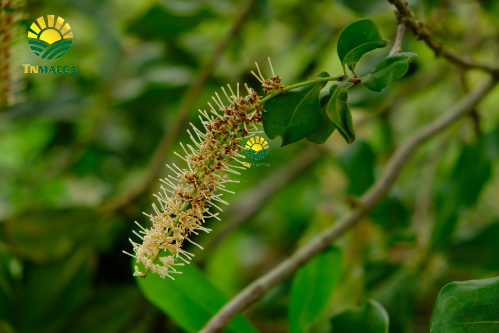 2.gia-hat-macca-lam-dong-da-lat-daklak-daknong-tay-nguyen-2021