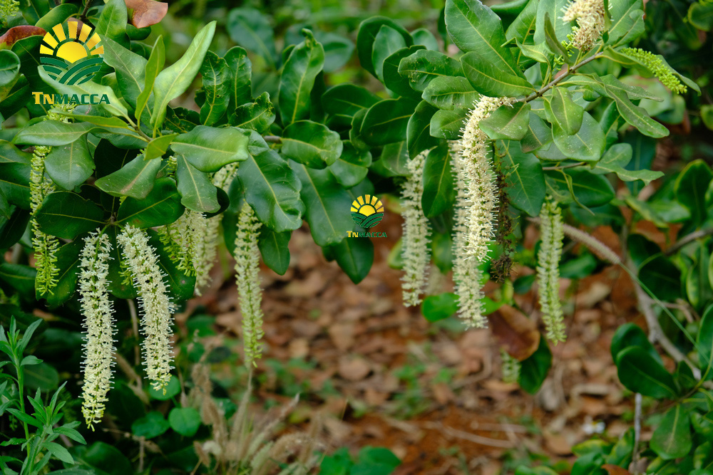 1.hat-macca-uc-tach-vo-gia-bao-nhieu-mua-hat-macca-haiwaii-o-dau-