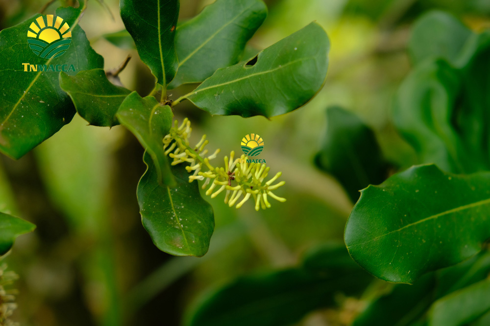 10.hat-macca-uc-tach-vo-gia-bao-nhieu-mua-hat-macca-haiwaii-o-dau-