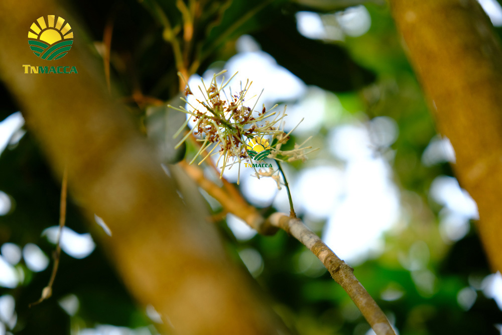 14.hat-macca-uc-tach-vo-gia-bao-nhieu-mua-hat-macca-haiwaii-o-dau-