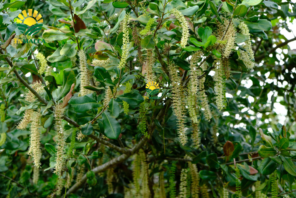 15.hat-macca-uc-tach-vo-gia-bao-nhieu-mua-hat-macca-haiwaii-o-dau-