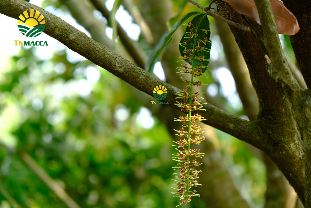 4.hat-macca-uc-tach-vo-gia-bao-nhieu-mua-hat-macca-haiwaii-o-dau-