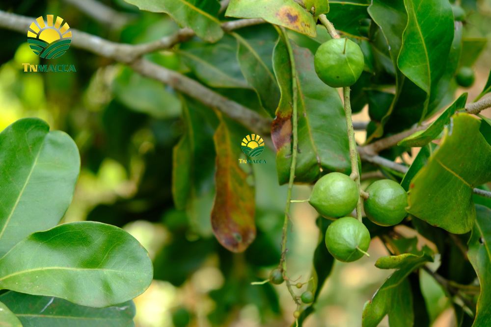 23.cach-lam-bot-ngu-coc-voi-hat-macca-hat-macca-tot-hon-hat-oc-cho