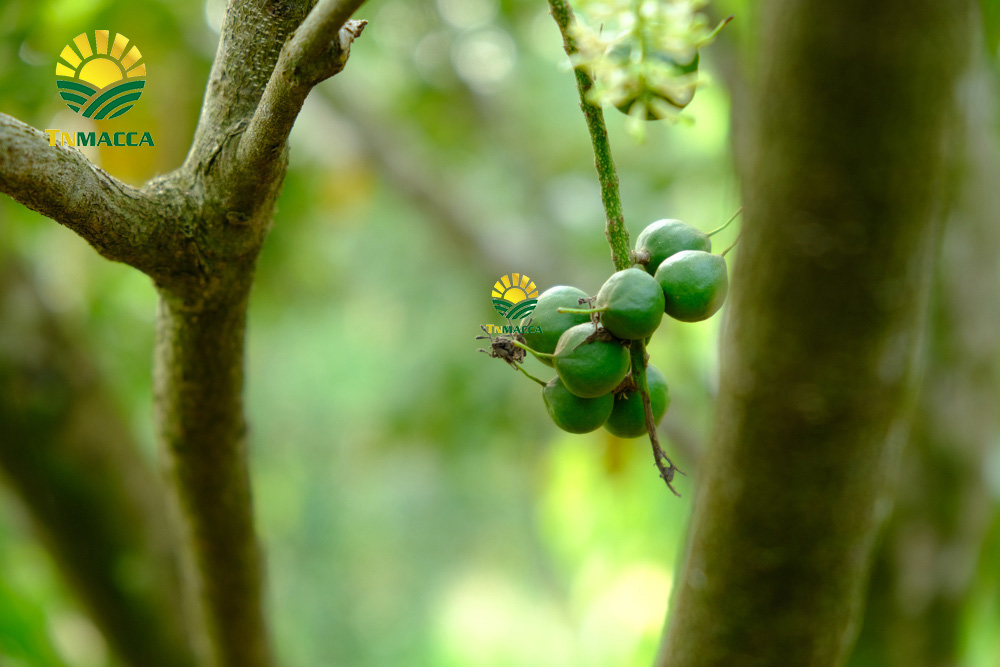 23.sua-hat-macca-3-cach-lua-sua-macca-phu-hop-voi-nhu-cau-su-dung