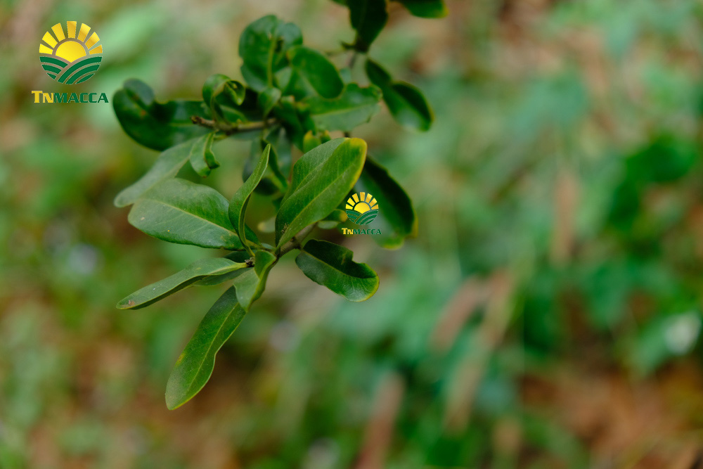 7.hat-macca-uc-tach-vo-gia-bao-nhieu-mua-hat-macca-haiwaii-o-dau-