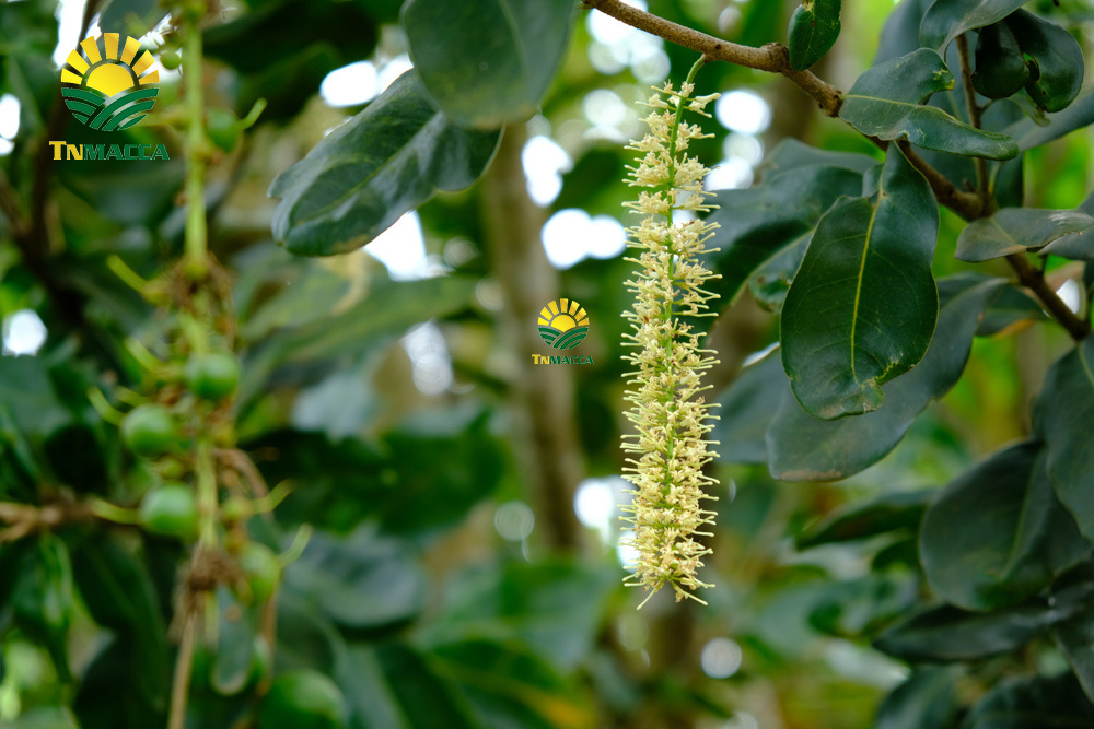 8.hat-macca-uc-tach-vo-gia-bao-nhieu-mua-hat-macca-haiwaii-o-dau-