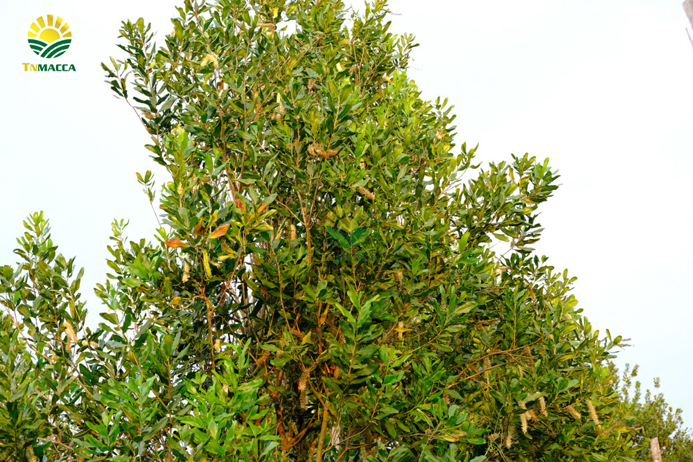 11/hat-macca-co-tot-cho-ba-bau-va-4-tac-dung-cua-macca-voi-ba-bau