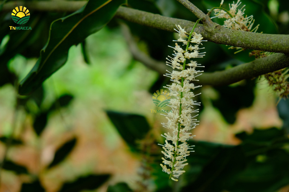 13.hat-macca-co-tot-cho-ba-bau-va-4-tac-dung-cua-macca-voi-ba-bau