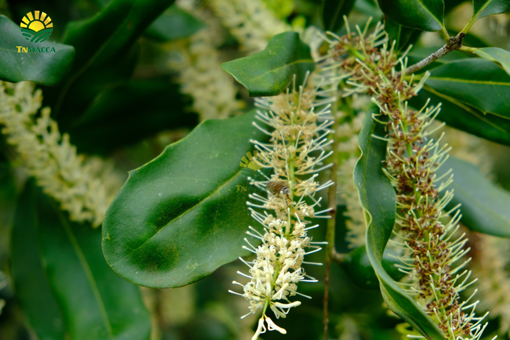 15.hat-macca-co-tot-cho-ba-bau-va-4-tac-dung-cua-macca-voi-ba-bau