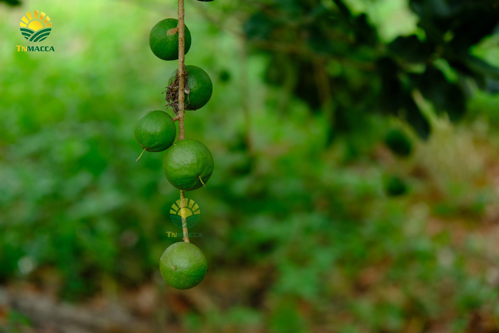 16.hat-macca-co-tot-cho-ba-bau-va-4-tac-dung-cua-macca-voi-ba-bau