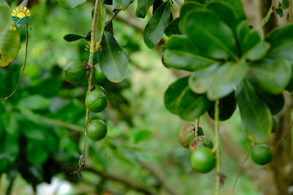 4.hat-macca-co-tot-cho-ba-bau-va-4-tac-dung-cua-macca-voi-ba-bau