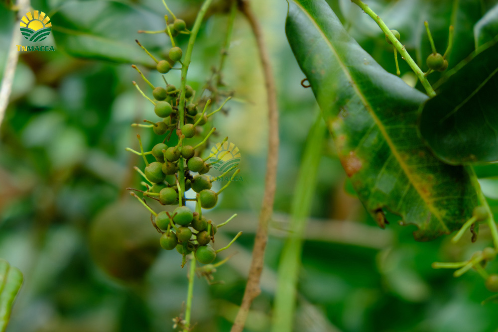 5.hat-macca-co-tot-cho-ba-bau-va-4-tac-dung-cua-macca-voi-ba-bau