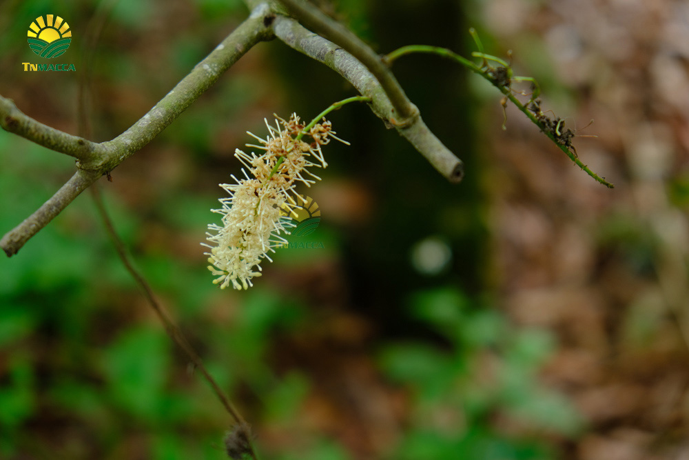 6.hat-macca-co-tot-cho-ba-bau-va-4-tac-dung-cua-macca-voi-ba-bau