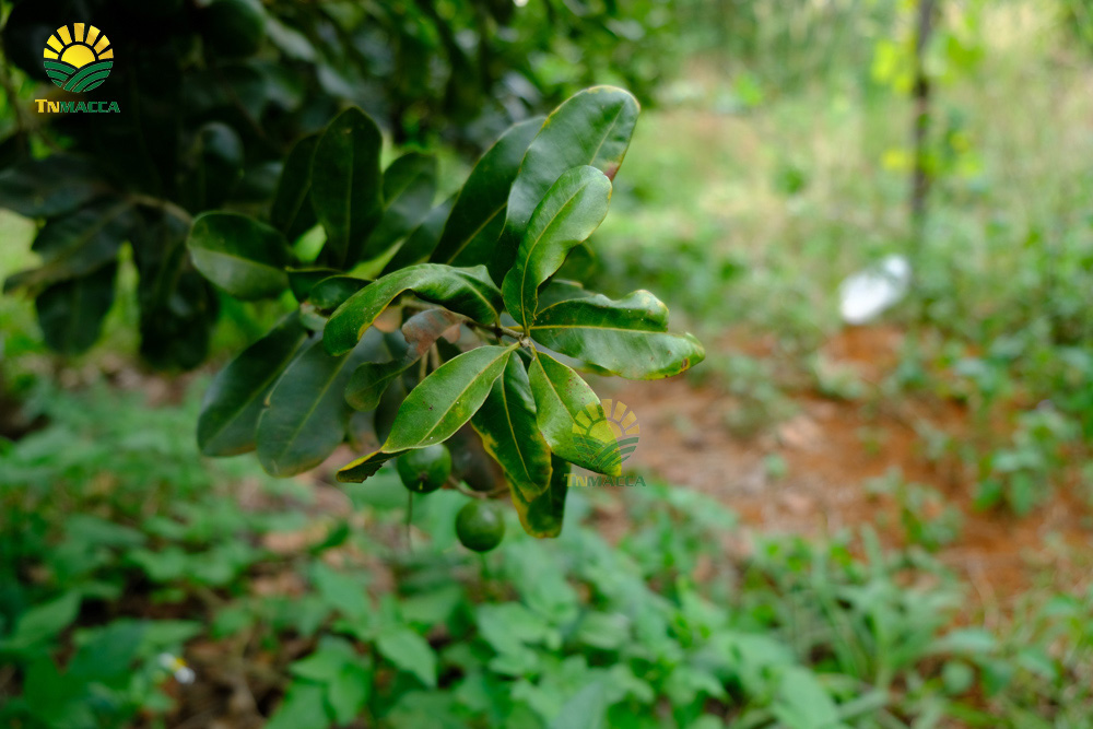 7.hat-macca-co-tot-cho-ba-bau-va-4-tac-dung-cua-macca-voi-ba-bau