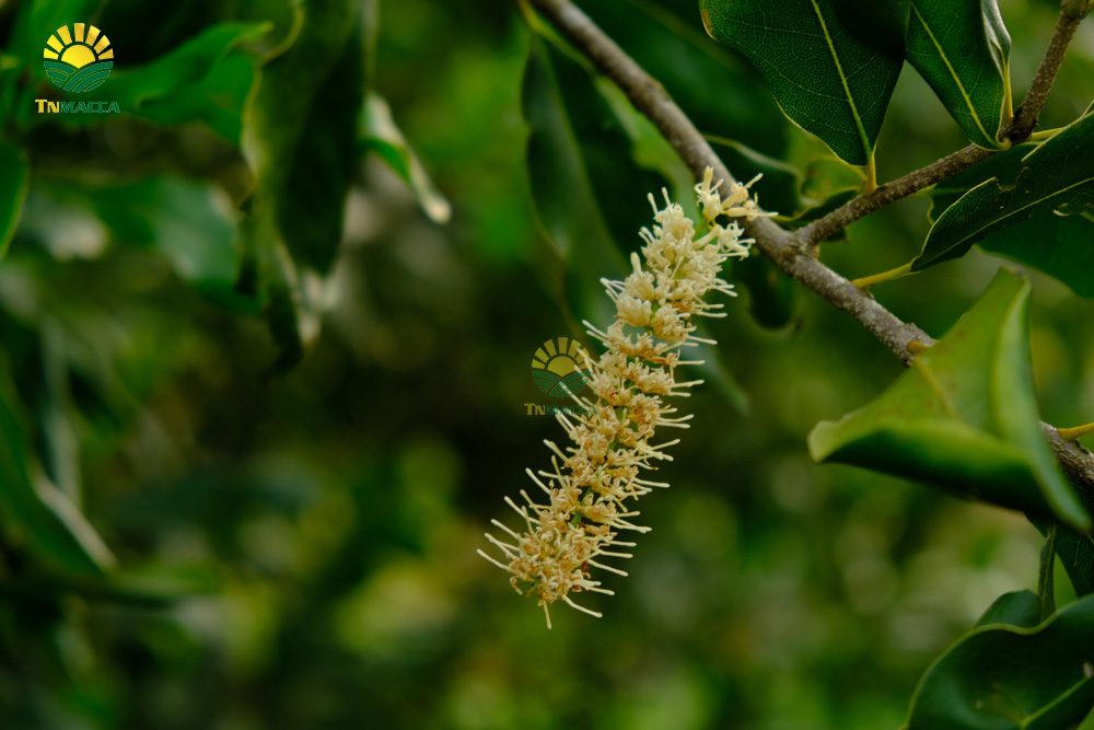 8.hat-macca-co-tot-cho-ba-bau-va-4-tac-dung-cua-macca-voi-ba-bau