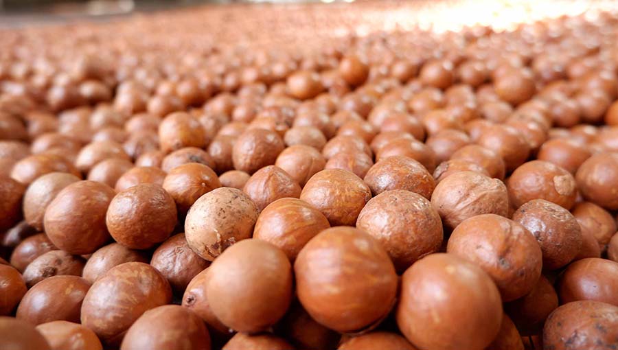 hat-maccadamia-co-tac-dung-gi