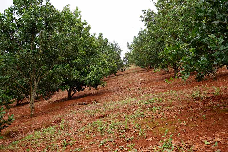 hat-maccadamia-co-tac-dung-nhu-the-nao