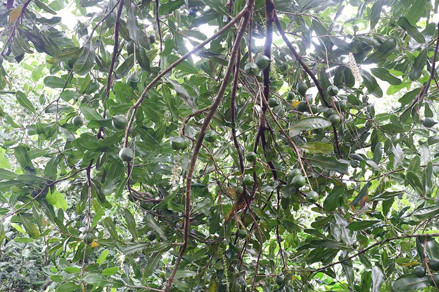 hat-maccadamia-la-gi