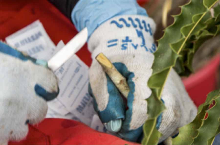 ky-thuat-ghep-cay-mac-ca-1