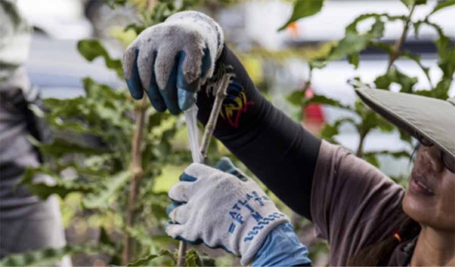 ky-thuat-ghep-cay-mac-ca-4