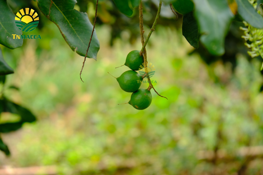12.may-tach-hat-macca-la-gi-luu-y-chon-may-cat-xe-ranh-hat-macca
